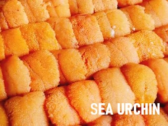 sea-urchincc.jpg